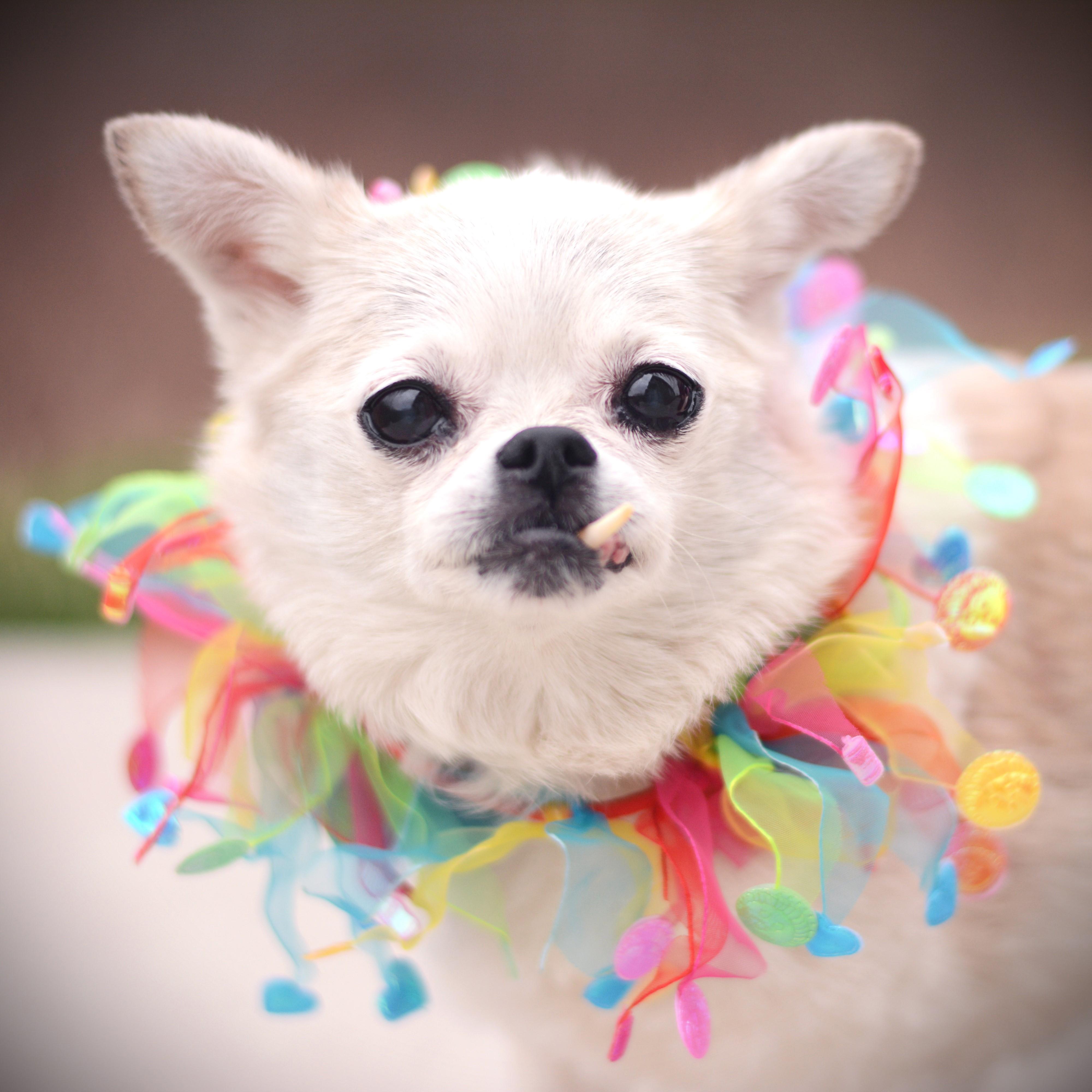 Enlarge Agatha, an adoptable mixed breed in Amsterdam, NY image 1/2