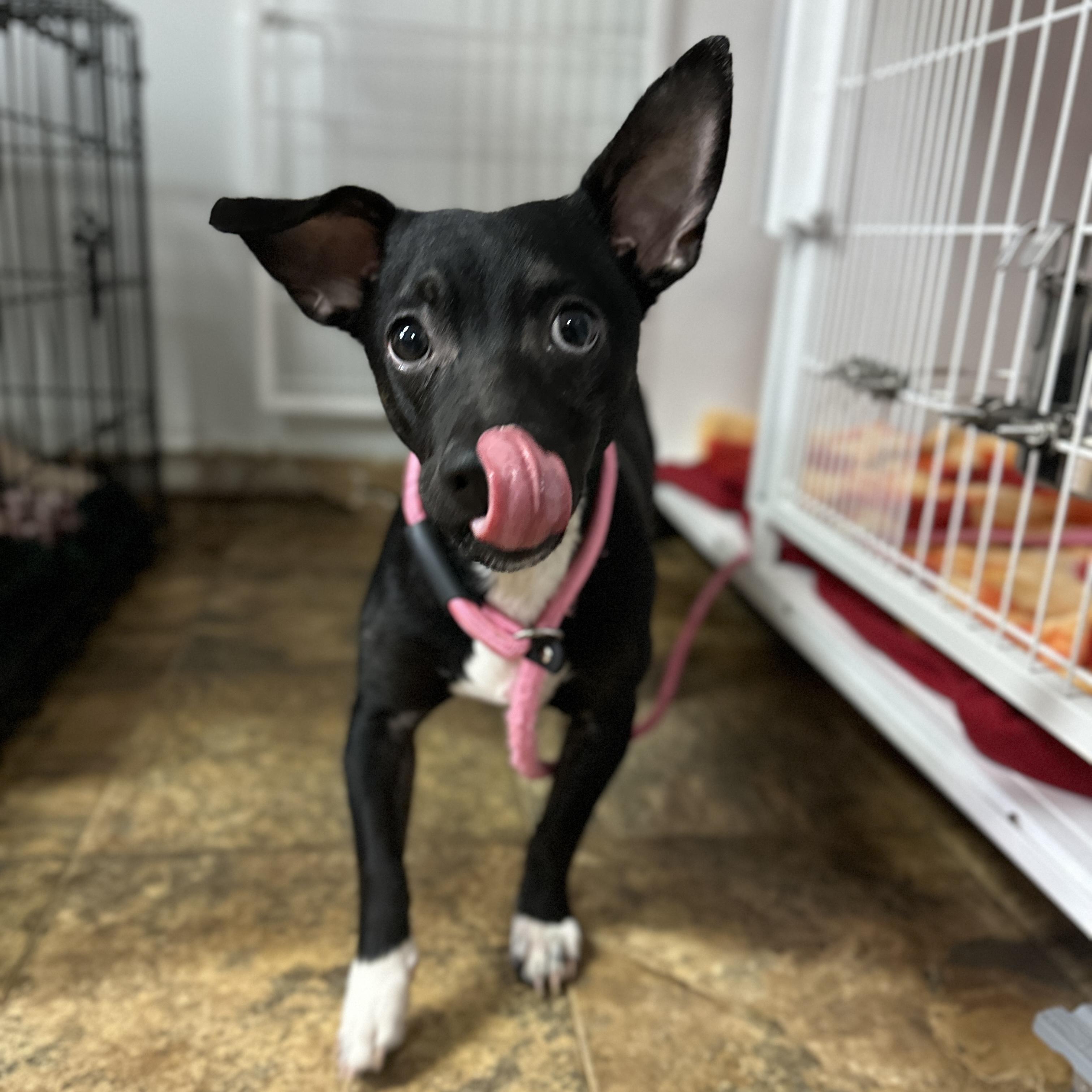 Umberto — thumbnail 4