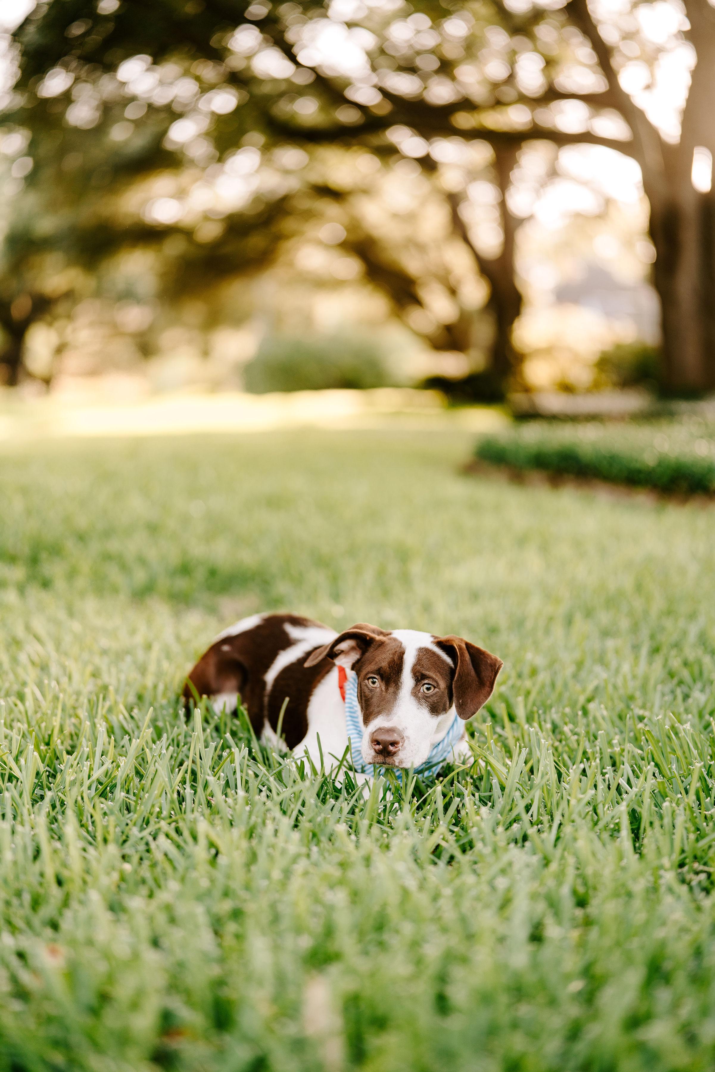 Grayson, a ADOPTABLE mixed breed in Nashville, TN image 3/5