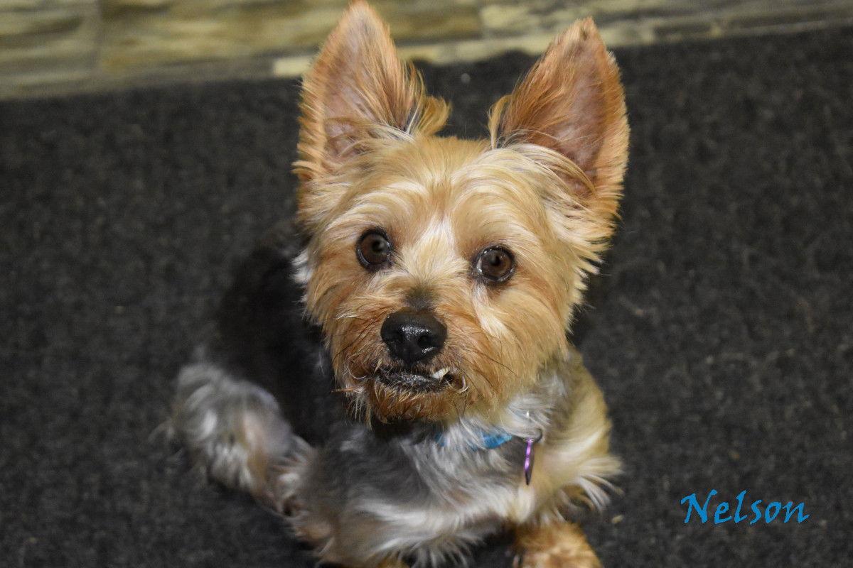Nelson, Adopted, Adult Male Yorkshire Terrier.