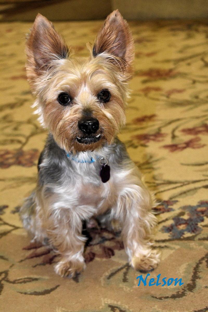 Enlarge Nelson, a Adopted Yorkshire Terrier in Oklahoma City, OK image 2/3