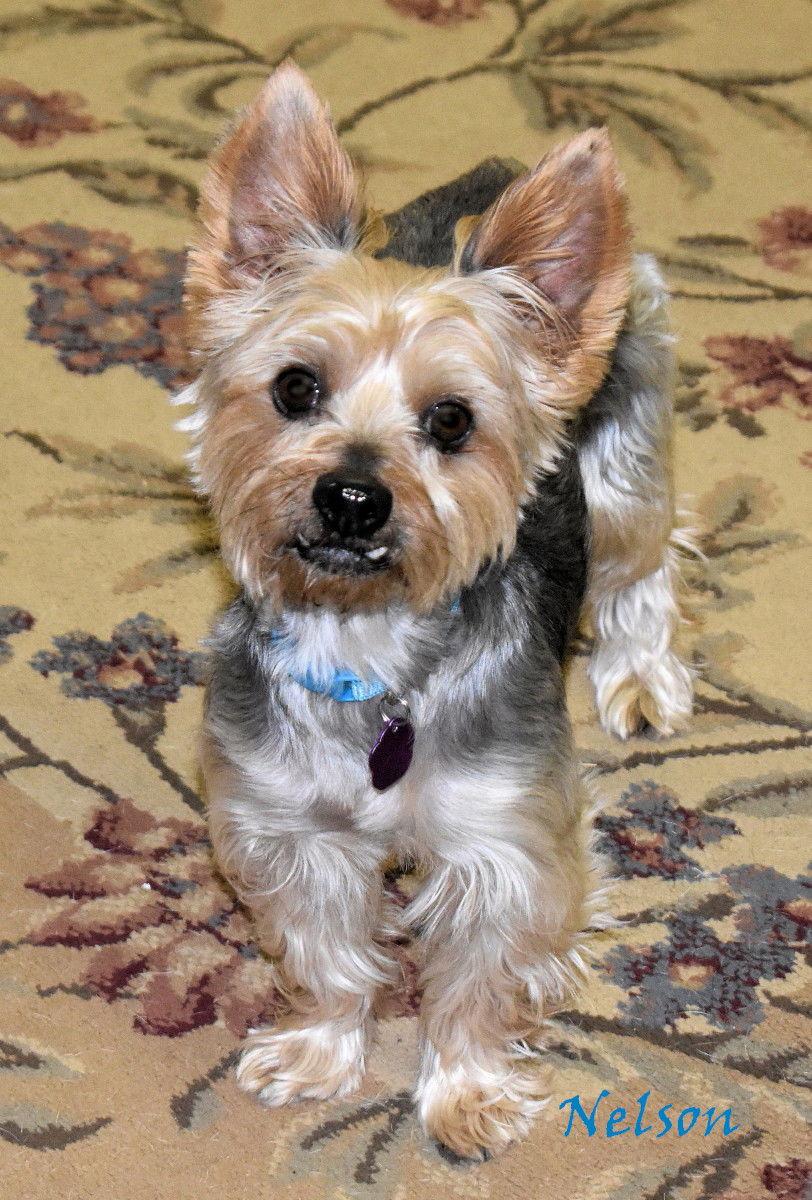 Enlarge Nelson, a Adopted Yorkshire Terrier in Oklahoma City, OK image 3/3