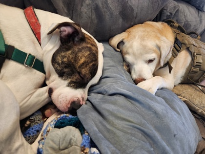 Royal, Adoptable, Adult Male Pit Bull Terrier.