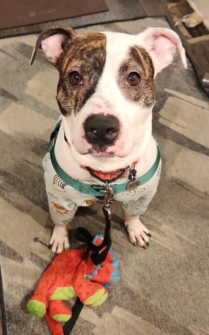 Enlarge Royal, a Adoptable Pit Bull Terrier in Philadelphia, PA image 2/3