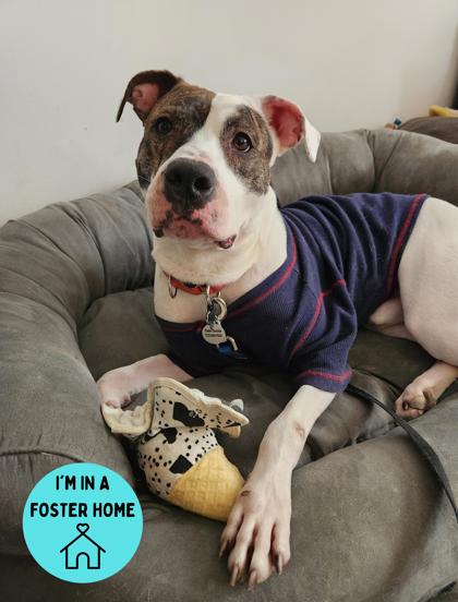 Royal, Adoptable, Adult Male Pit Bull Terrier.