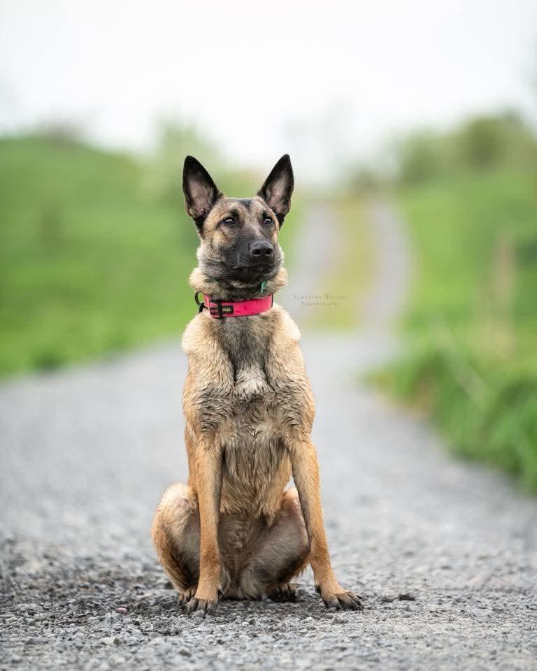 Mika, a ADOPTABLE Belgian Shepherd / Malinois in Ottawa, ON image 4/5