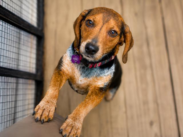 Jenny, an adopted Beagle in Williamsburg, VA image 6/6