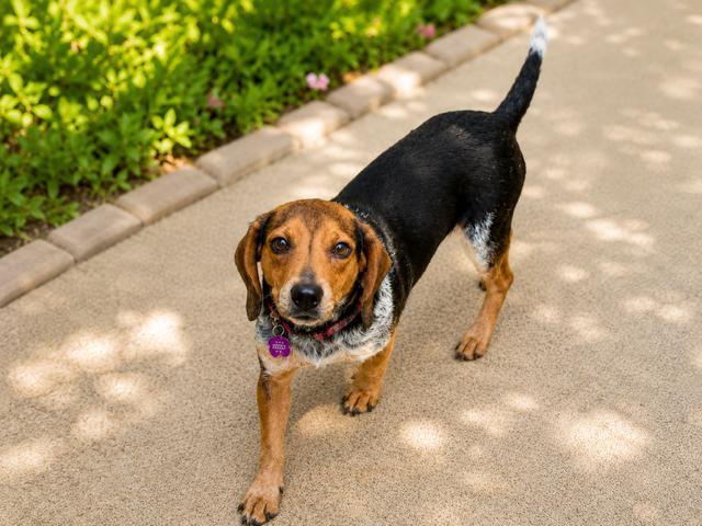 Jenny, an adopted Beagle in Williamsburg, VA image 5/6