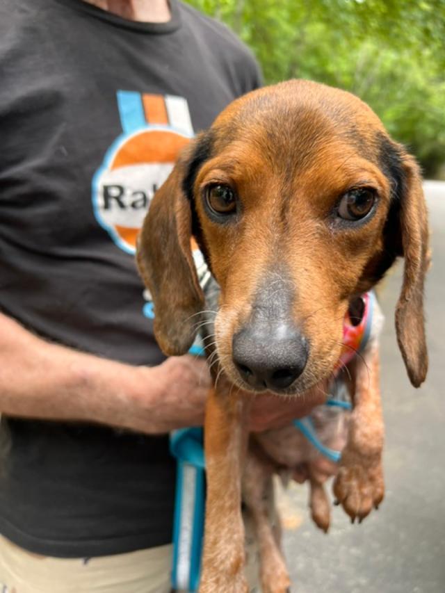 Jenny, an adopted Beagle in Williamsburg, VA image 4/6