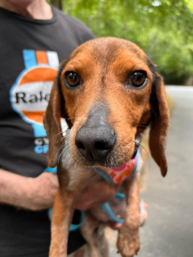 Jenny, adopted, Adult Female Beagle.