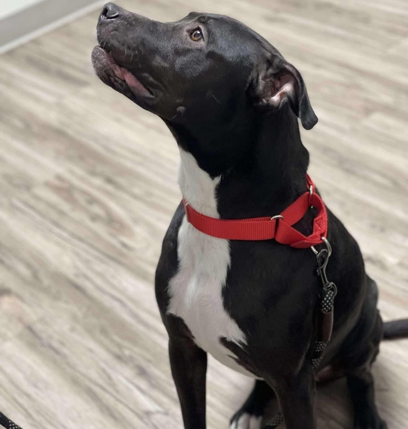 Enlarge Daisy, a ADOPTABLE mixed breed in Salem, NH image 1/5