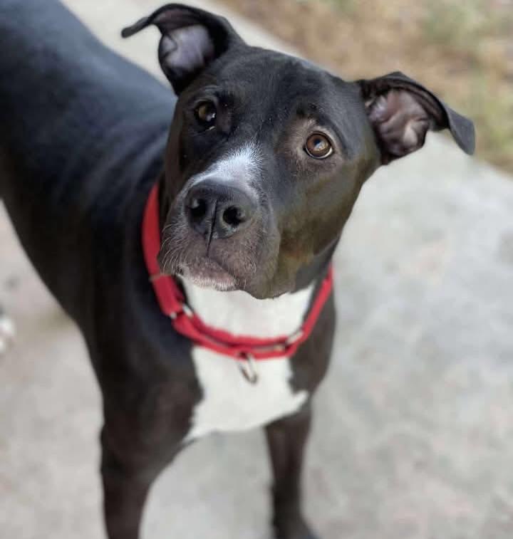 Enlarge Daisy, a ADOPTABLE mixed breed in Salem, NH image 2/5