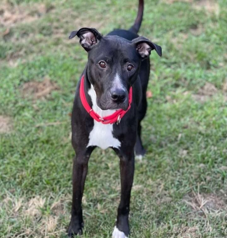 Enlarge Daisy, a ADOPTABLE mixed breed in Salem, NH image 5/5