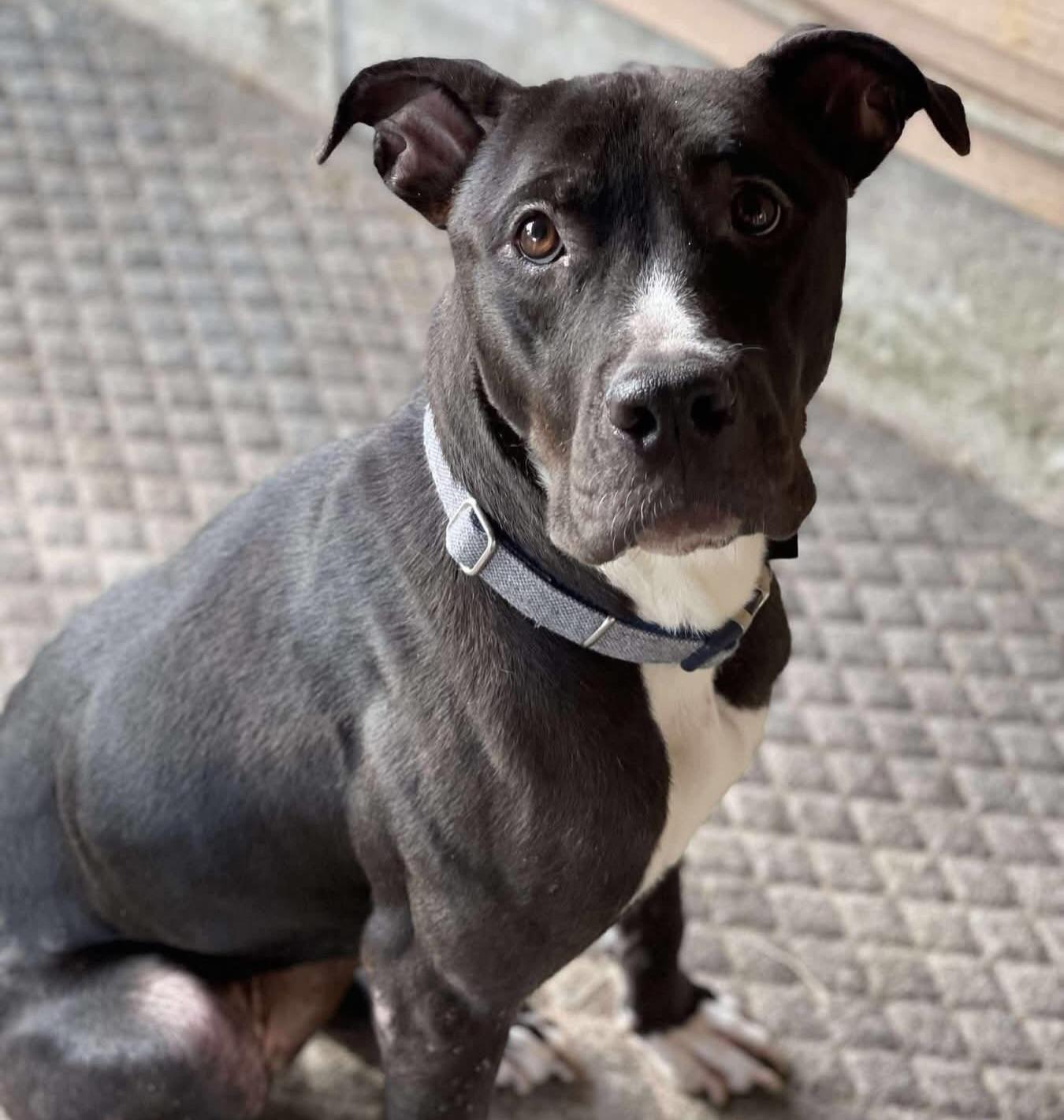 Enlarge Daisy, a ADOPTABLE mixed breed in Salem, NH image 4/5