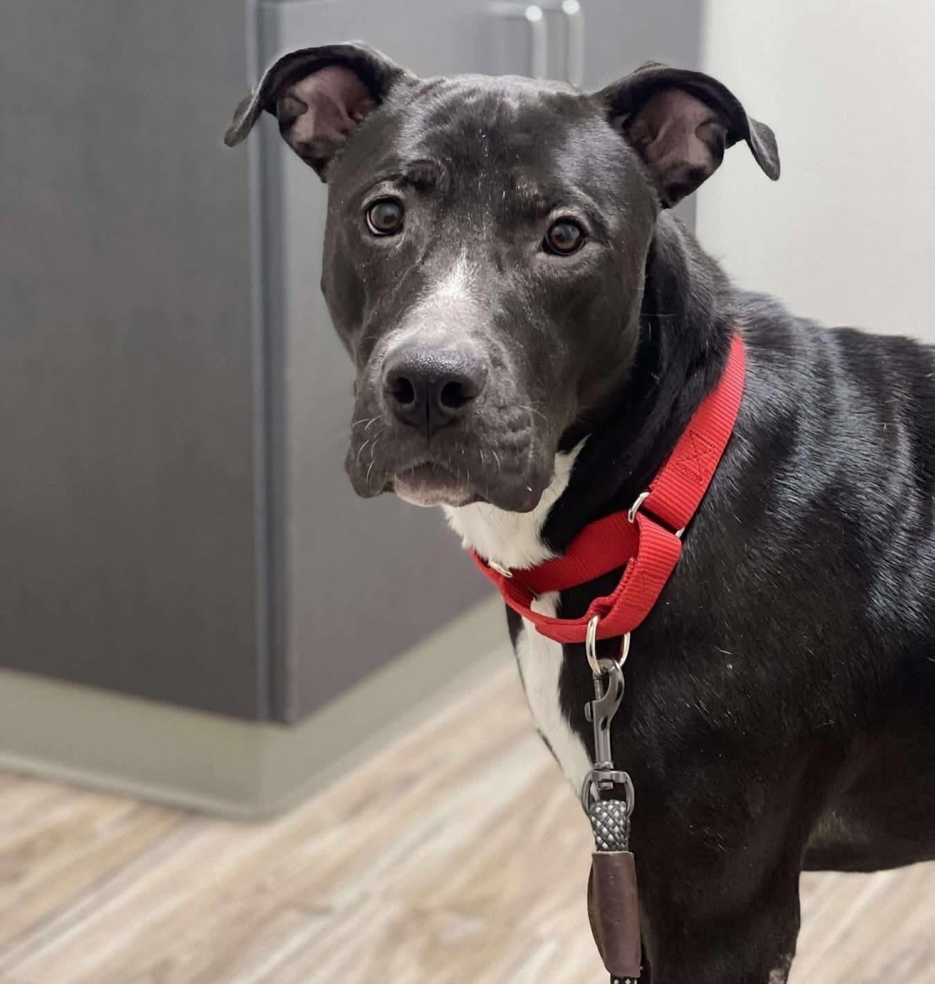 Enlarge Daisy, a ADOPTABLE mixed breed in Salem, NH image 3/5