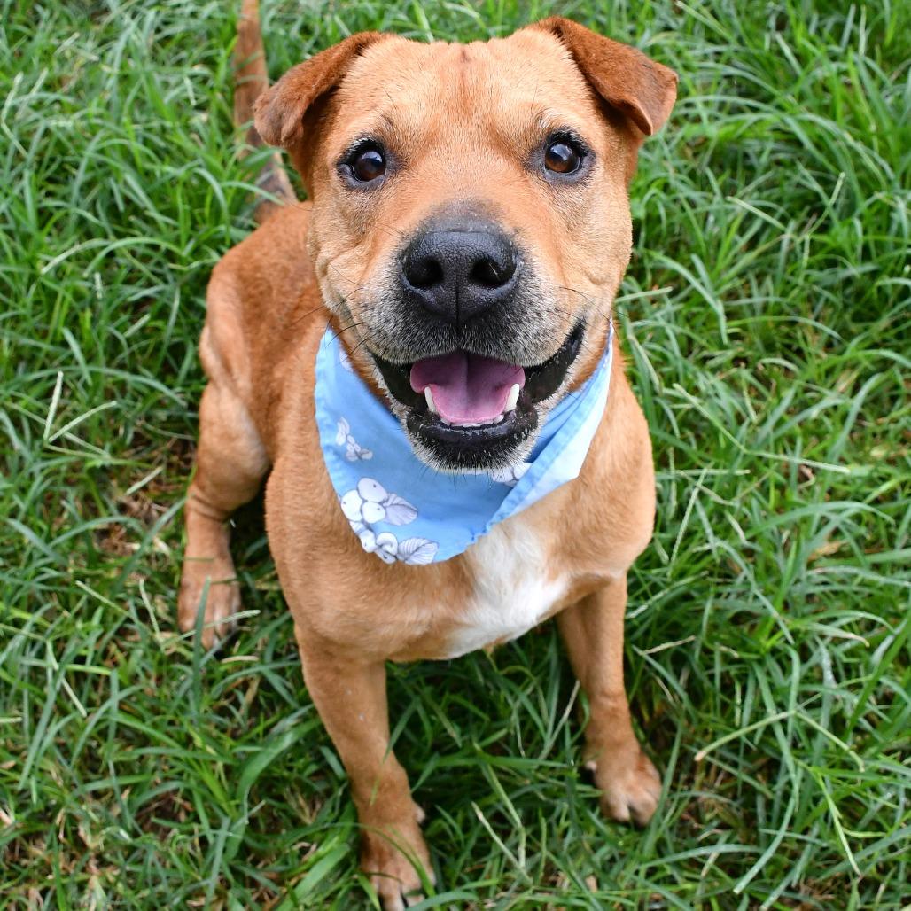 Enlarge Cooper, a Adoptable Catahoula Leopard Dog in Beaumont, TX image 1/6