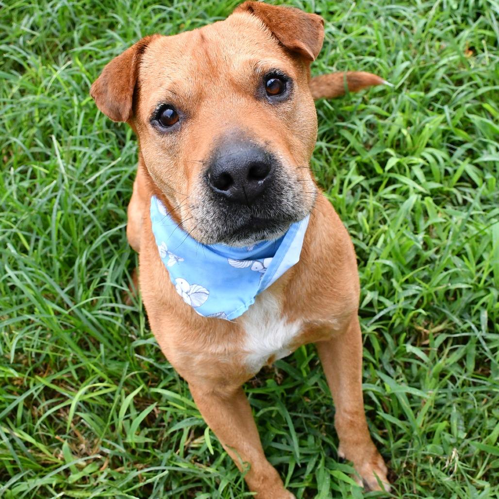 Enlarge Cooper, a Adoptable Catahoula Leopard Dog in Beaumont, TX image 2/6