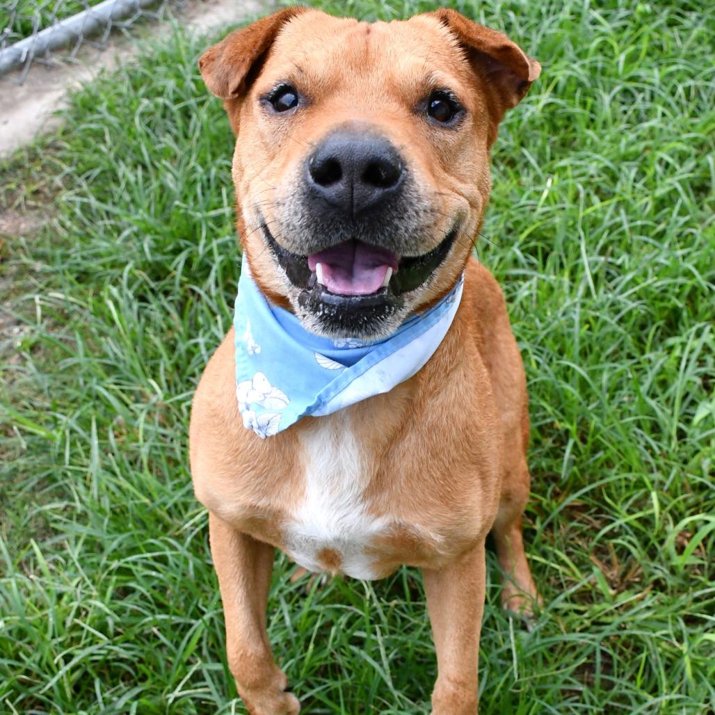 Enlarge Cooper, a Adoptable Catahoula Leopard Dog in Beaumont, TX image 3/6