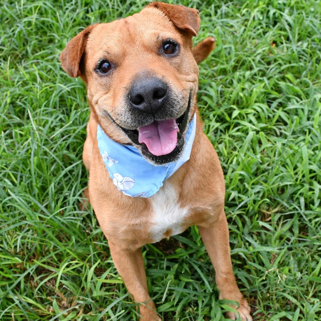 Enlarge Cooper, a Adoptable Catahoula Leopard Dog in Beaumont, TX image 4/6