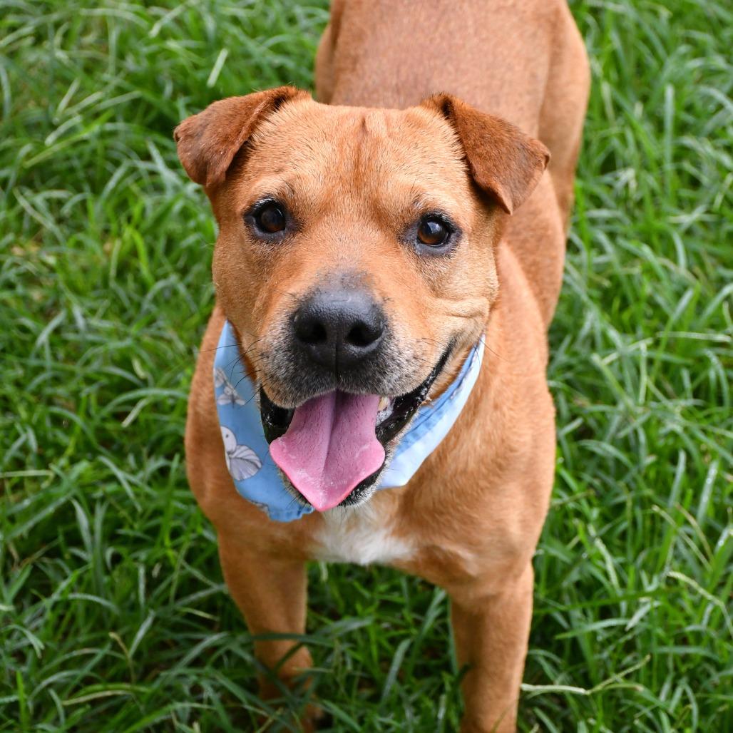 Enlarge Cooper, a Adoptable Catahoula Leopard Dog in Beaumont, TX image 5/6