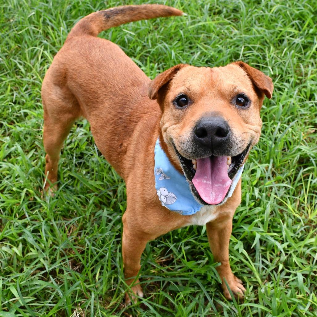 Enlarge Cooper, a Adoptable Catahoula Leopard Dog in Beaumont, TX image 6/6