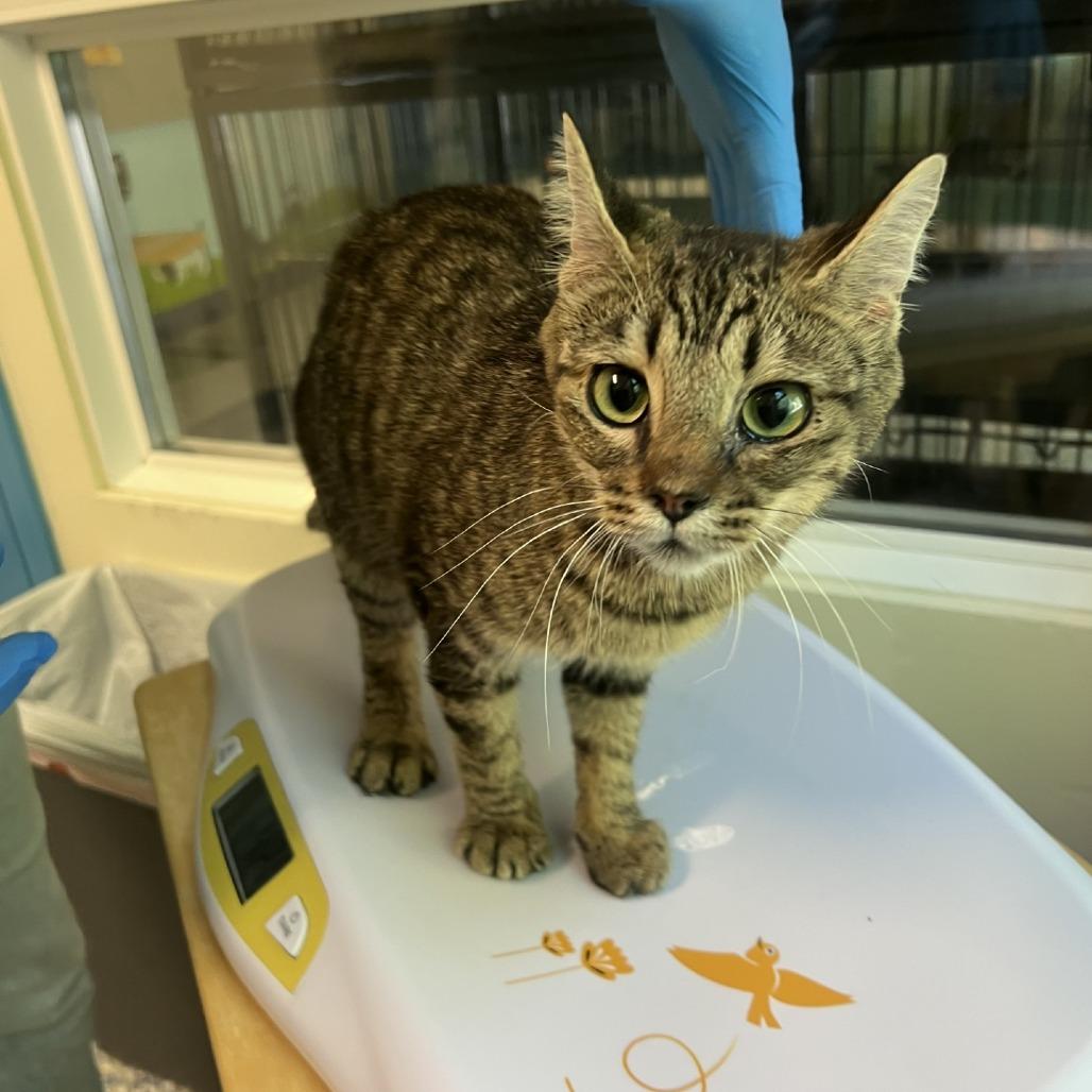 Caramel, Adoptable, Adult Female Domestic Short Hair.