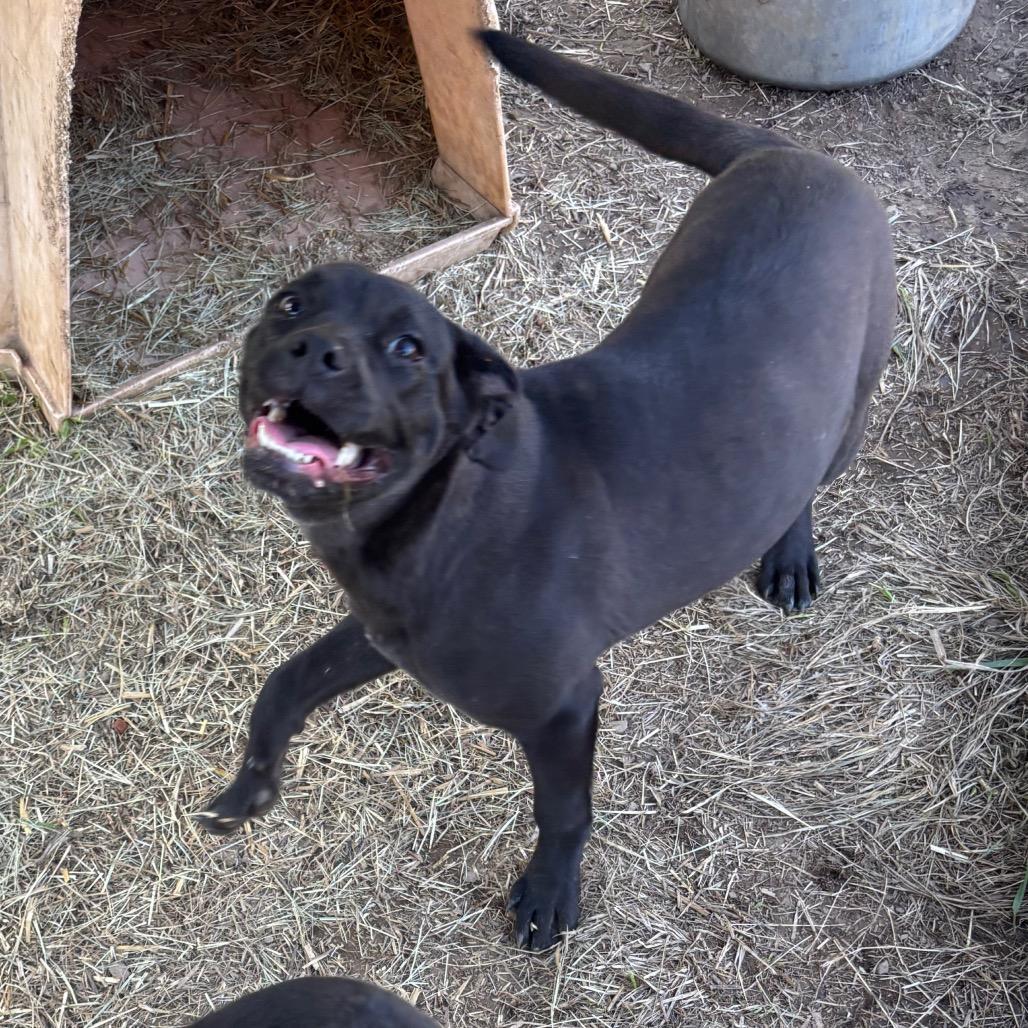 Enlarge Claudia, a Adoptable mixed breed in Parrish, AL image 2/6