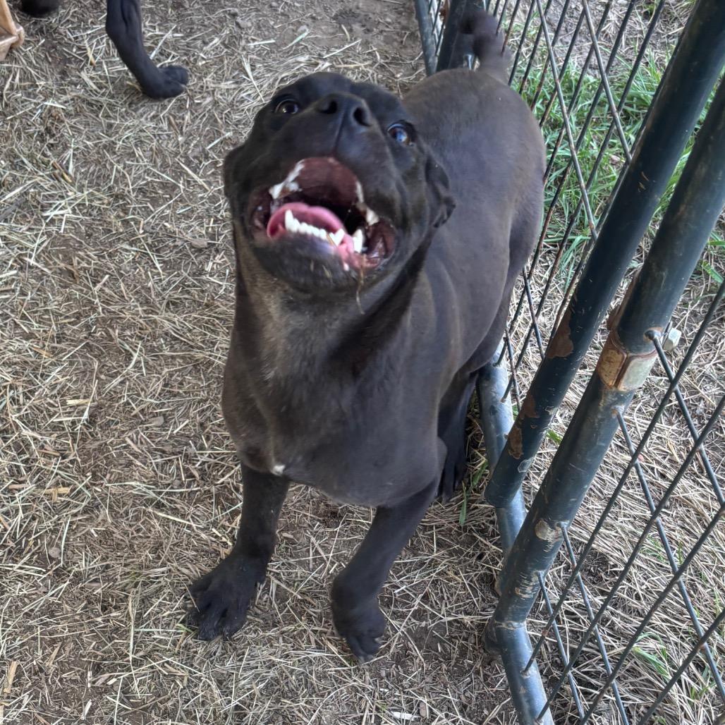 Enlarge Claudia, a Adoptable mixed breed in Parrish, AL image 3/6