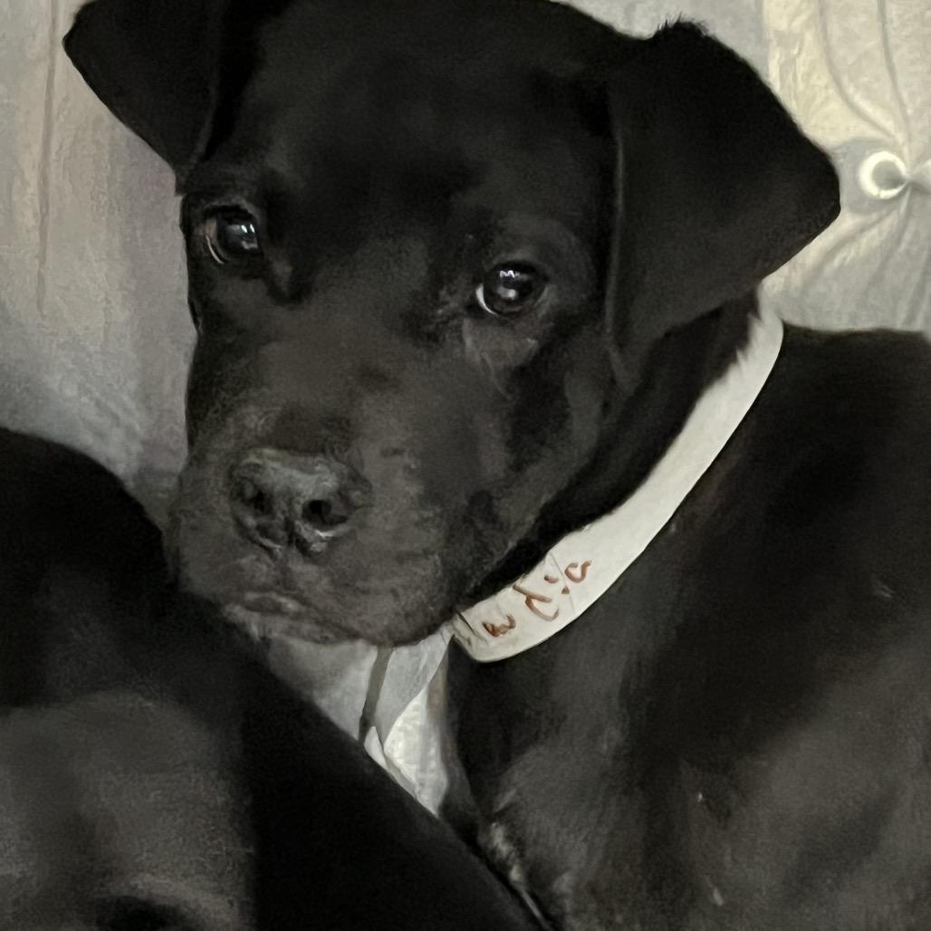 Enlarge Claudia, a Adoptable mixed breed in Parrish, AL image 4/6