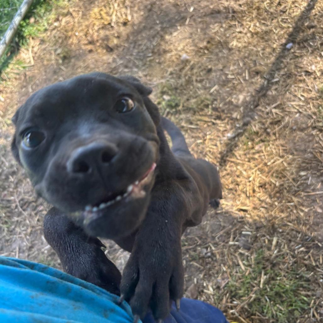 Enlarge Claudia, a Adoptable mixed breed in Parrish, AL image 5/6