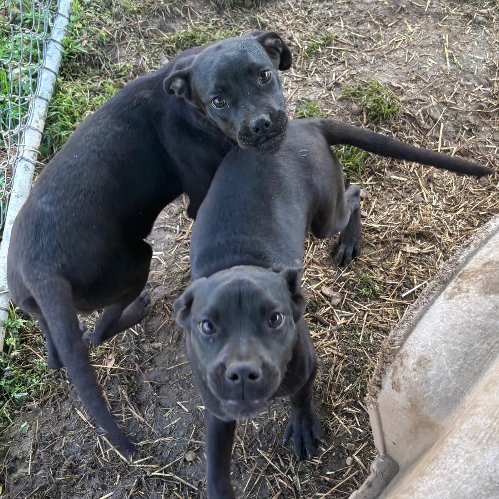Enlarge Claudia, a Adoptable mixed breed in Parrish, AL image 6/6