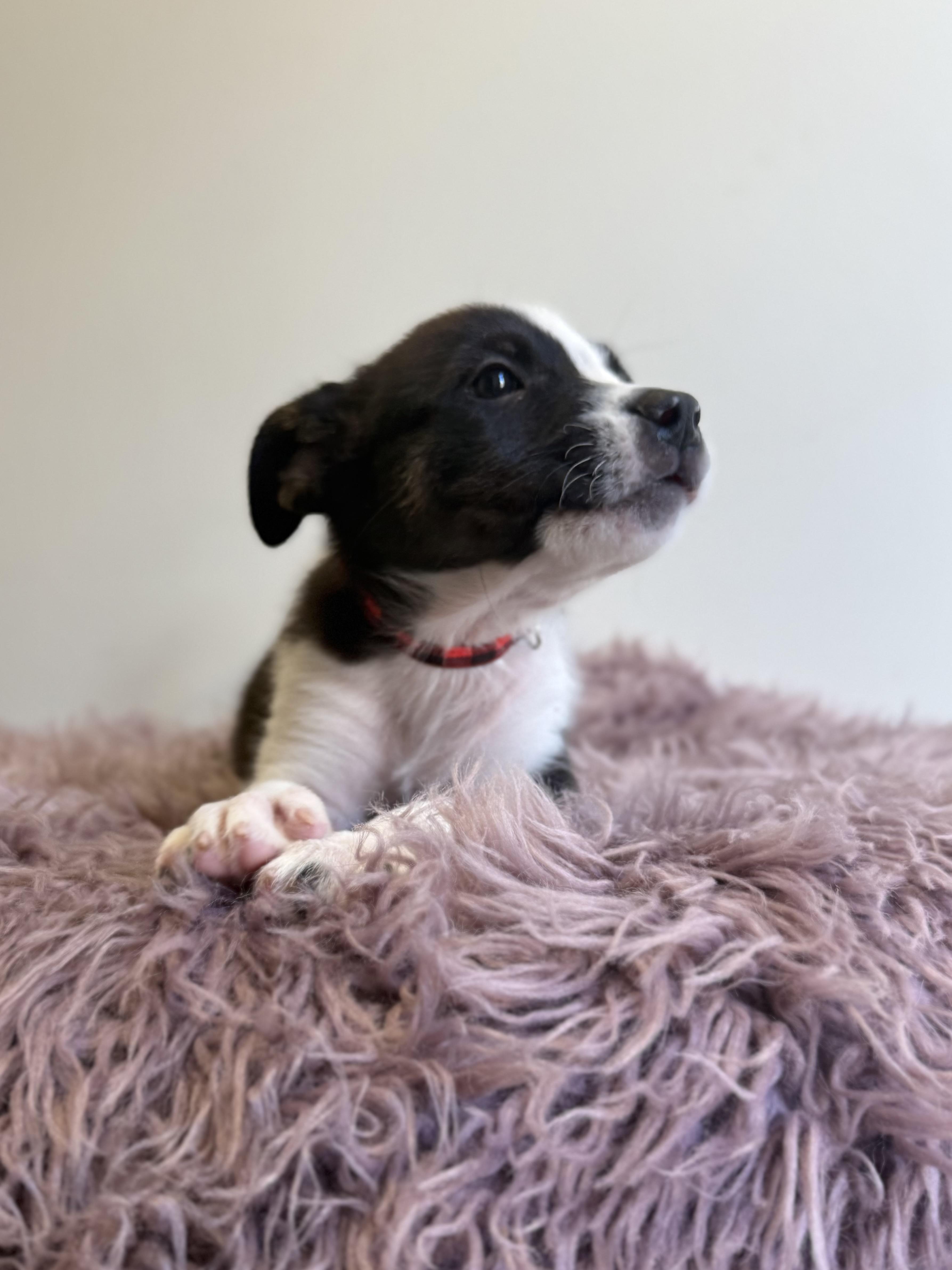 Ludo, an adoptable mixed breed in Eagle, CO image 1/6