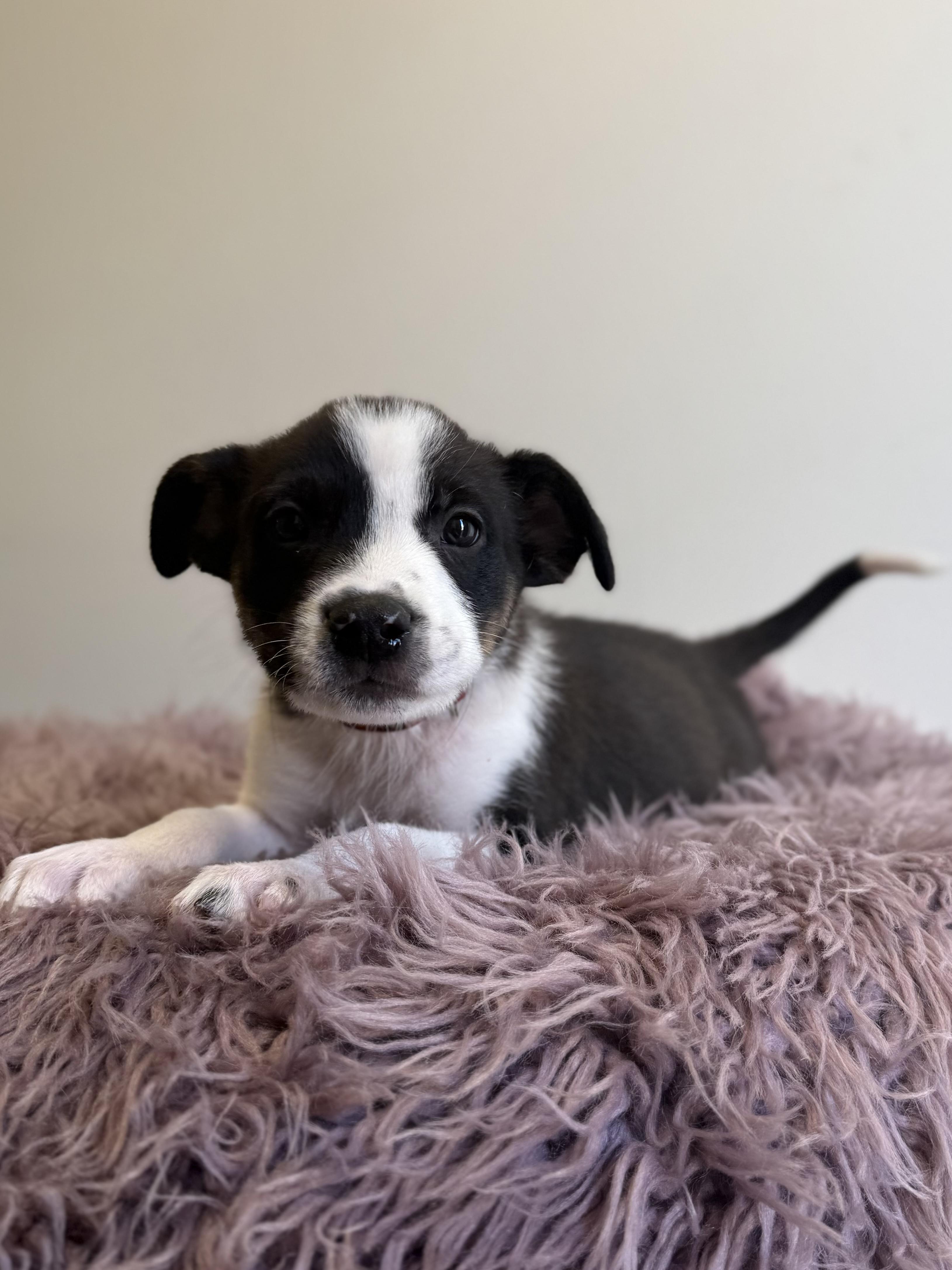 Ludo, an adoptable mixed breed in Eagle, CO image 4/6