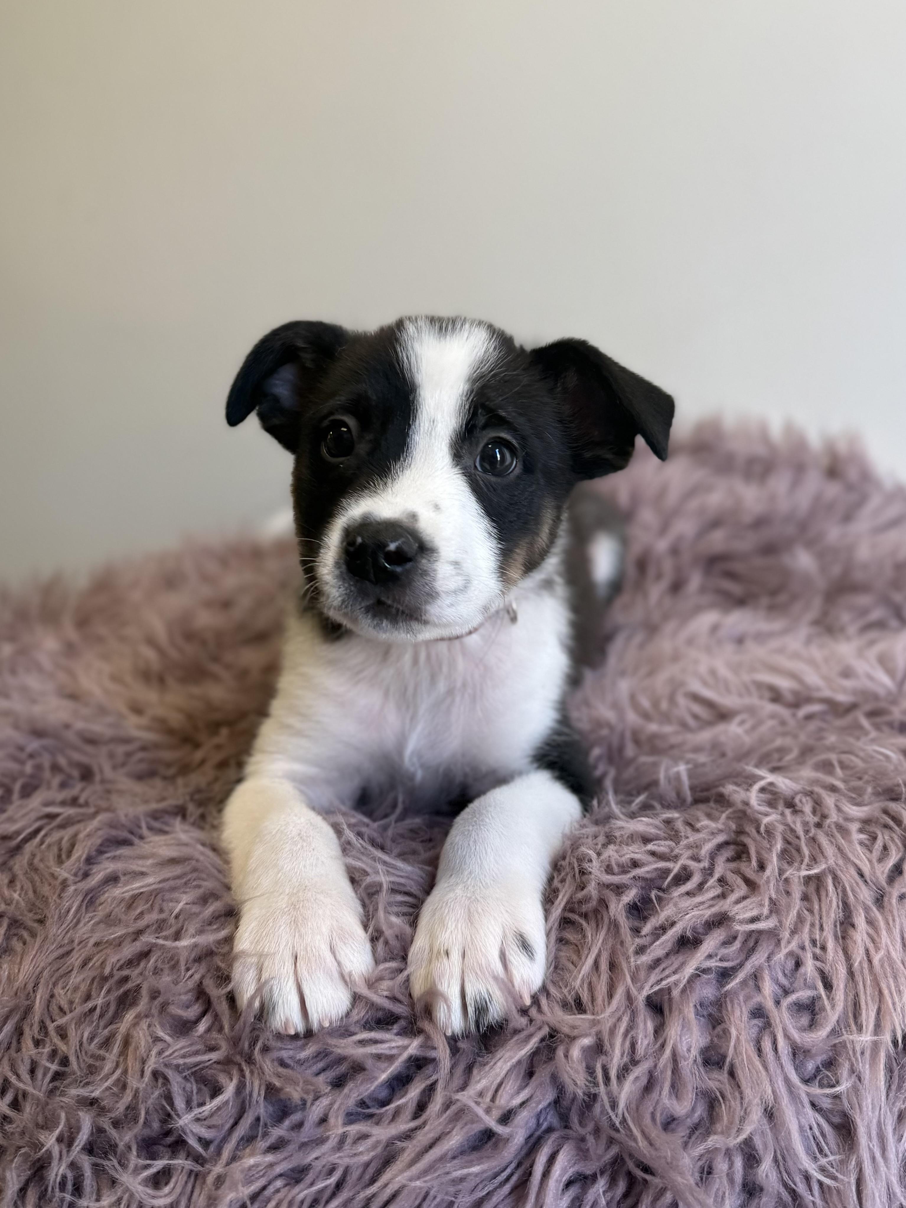 Ludo, an adoptable mixed breed in Eagle, CO image 3/6