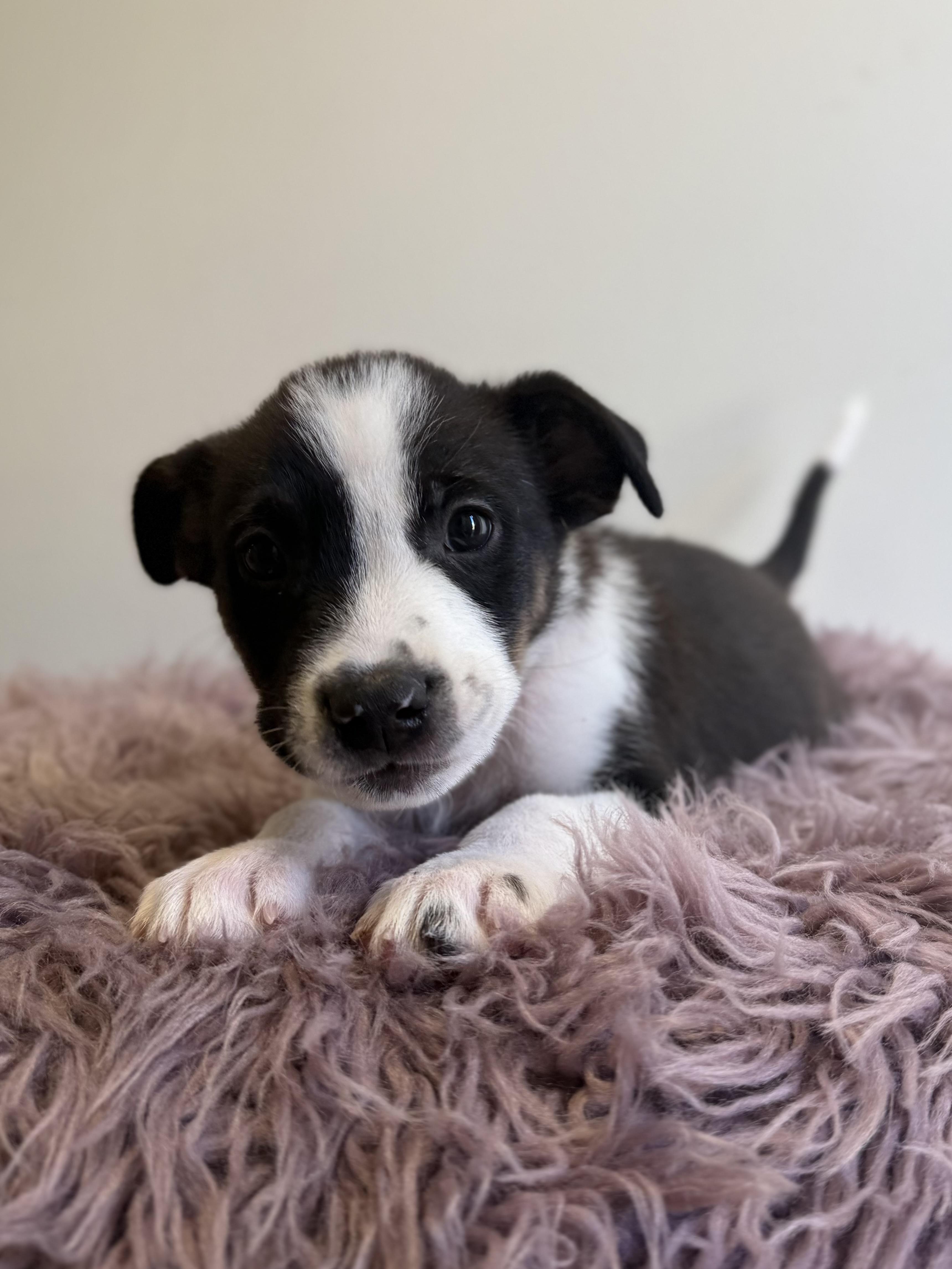 Ludo, an adoptable mixed breed in Eagle, CO image 6/6