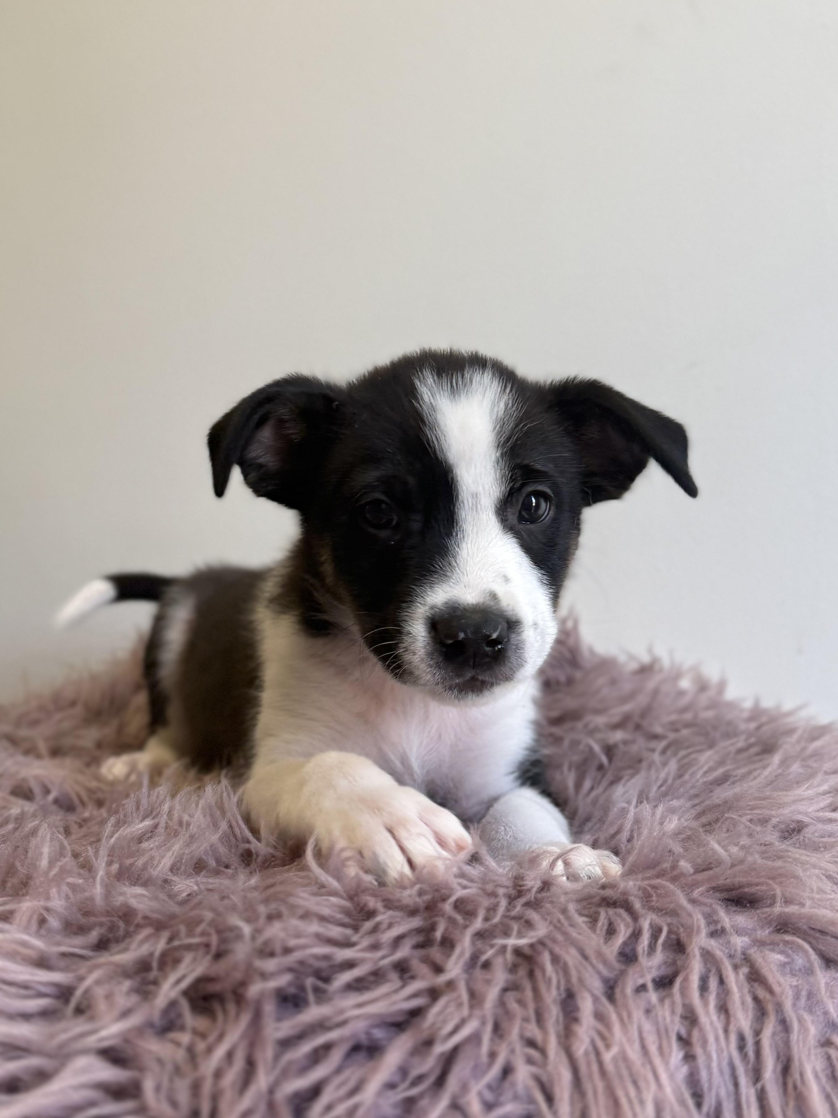 Ludo, an adoptable mixed breed in Eagle, CO image 2/6