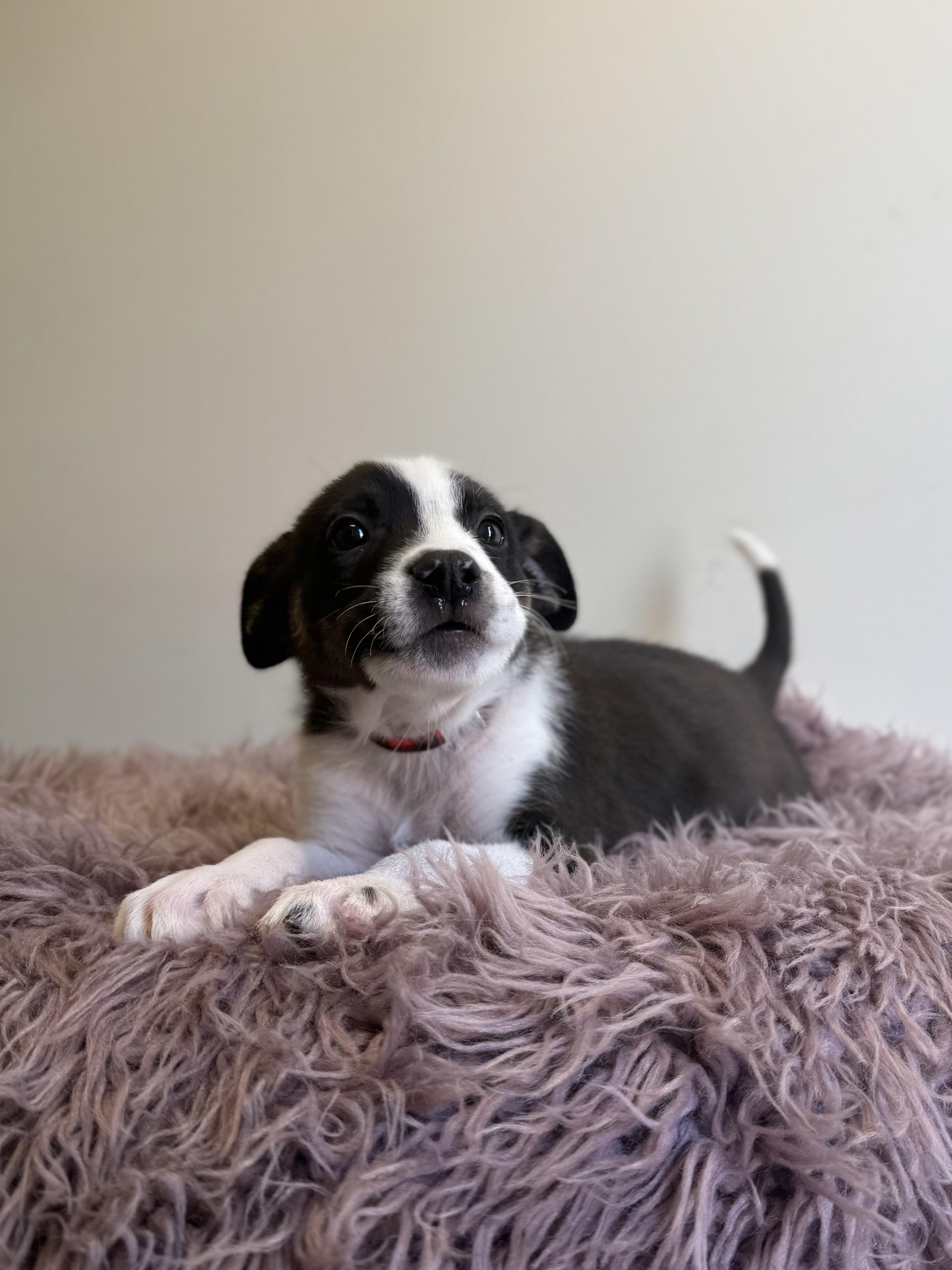 Ludo, an adoptable mixed breed in Eagle, CO image 5/6