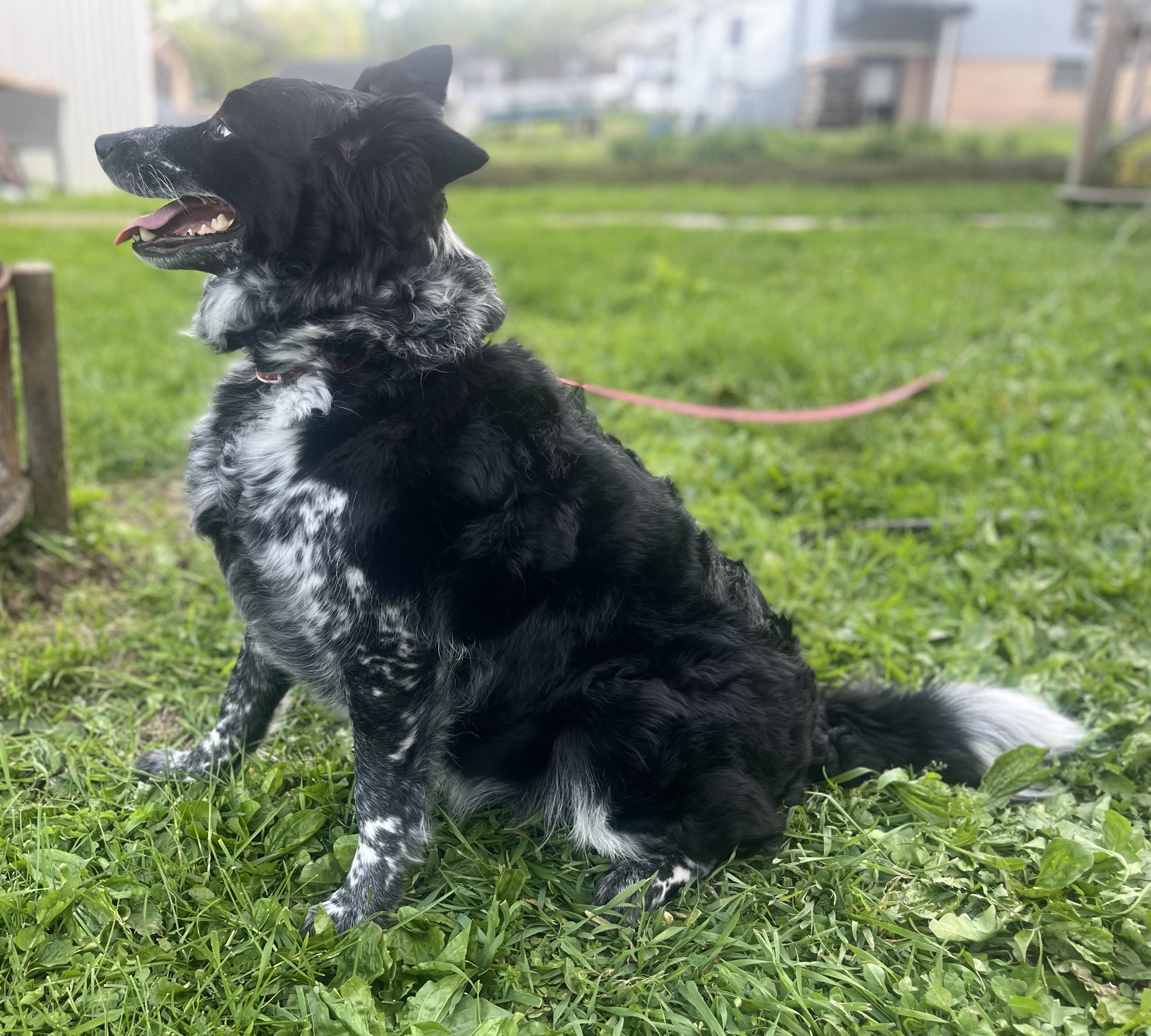 Lexi , adopted, Adult Female Australian Cattle Dog / Blue Heeler.