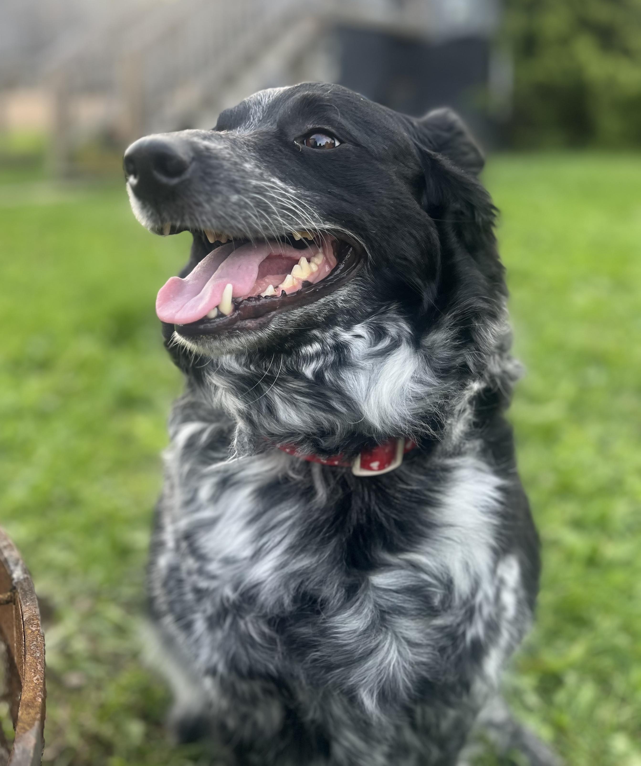 Lexi , an adopted Australian Cattle Dog / Blue Heeler in Indiana, PA image 2/2