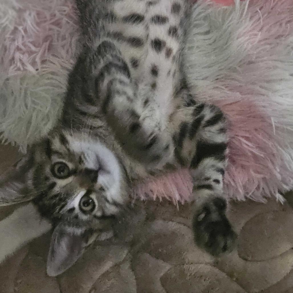 Pepper, Adoptable, Kitten Female Domestic Short Hair.