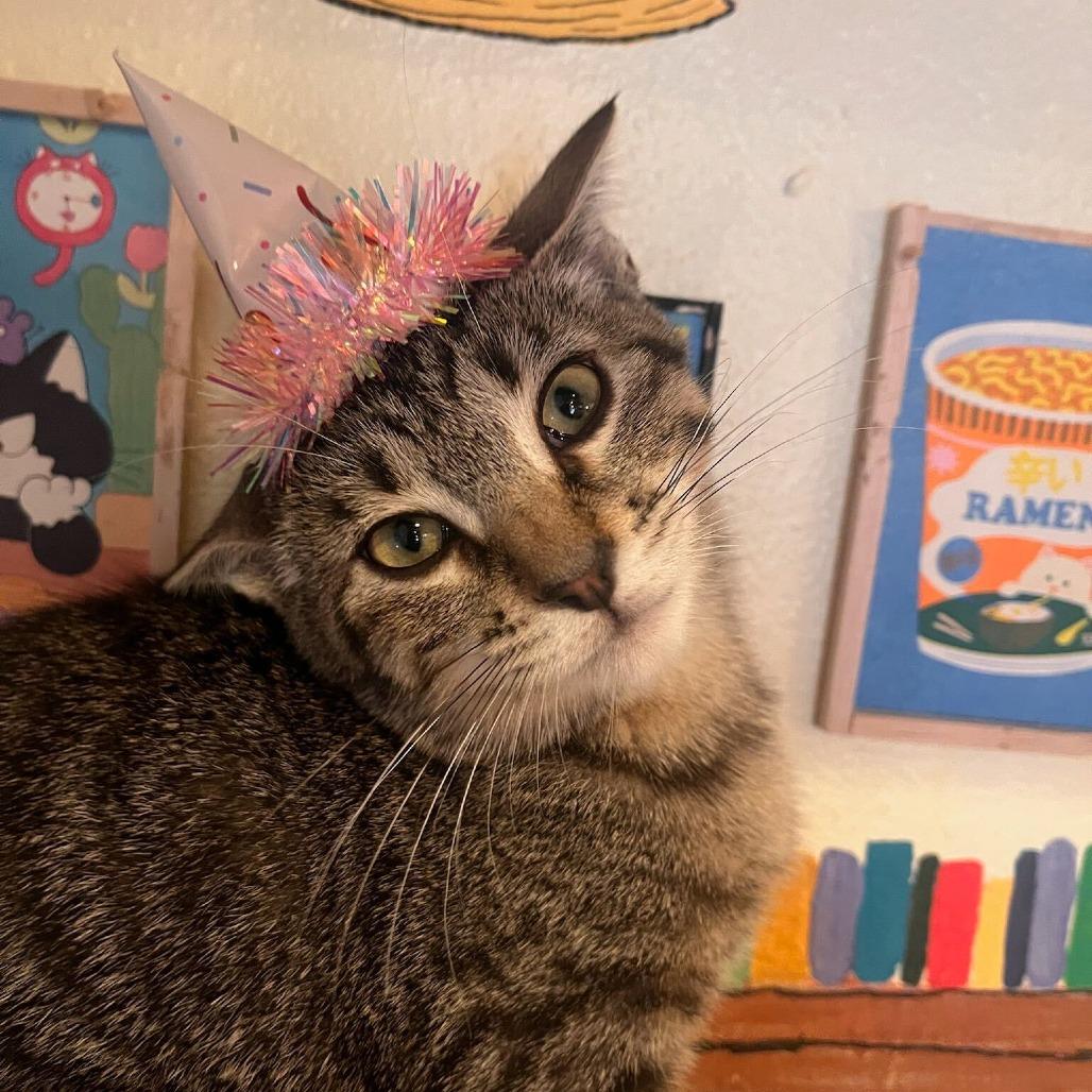 Pepper, Adoptable, Kitten Female Domestic Short Hair.