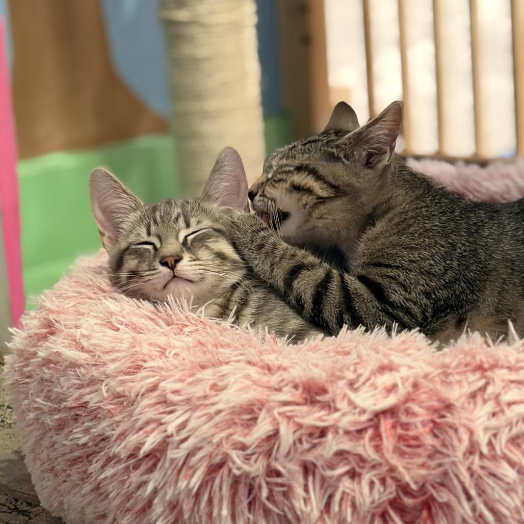 Enlarge Pepper, a Adoptable Domestic Short Hair in Costa Mesa, CA image 2/6