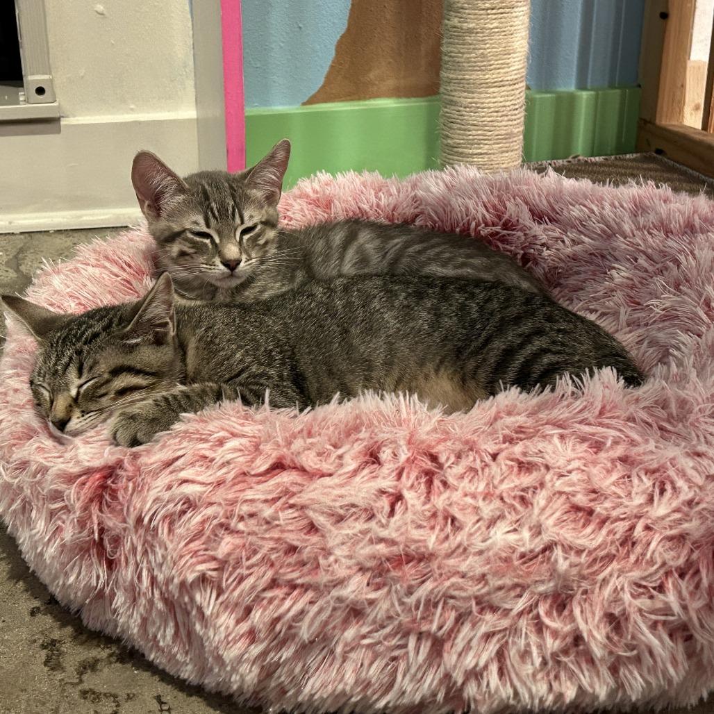 Enlarge Pepper, a Adoptable Domestic Short Hair in Costa Mesa, CA image 3/6