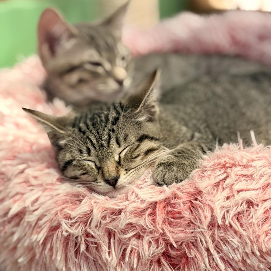 Enlarge Pepper, a Adoptable Domestic Short Hair in Costa Mesa, CA image 5/6