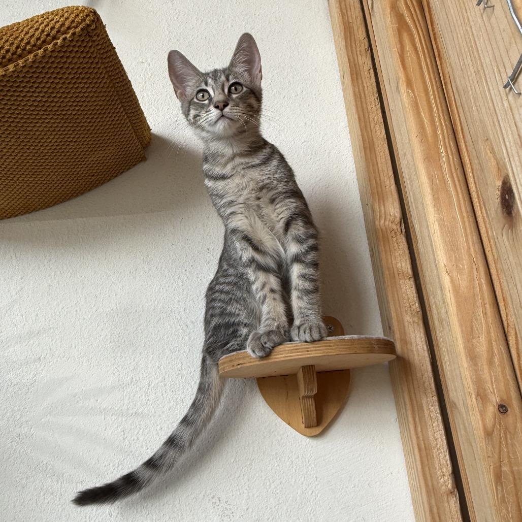 Enlarge Pepper, a Adoptable Domestic Short Hair in Costa Mesa, CA image 5/6