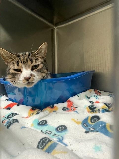 Enlarge Missy, an adopted Domestic Short Hair in Attleboro, MA image 1/1