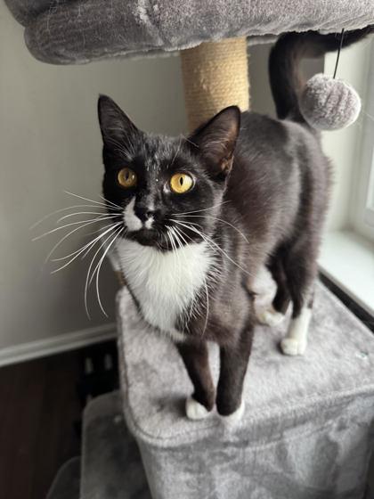 Enlarge Chickadee, an adopted Domestic Short Hair in Annapolis, MD image 2/2