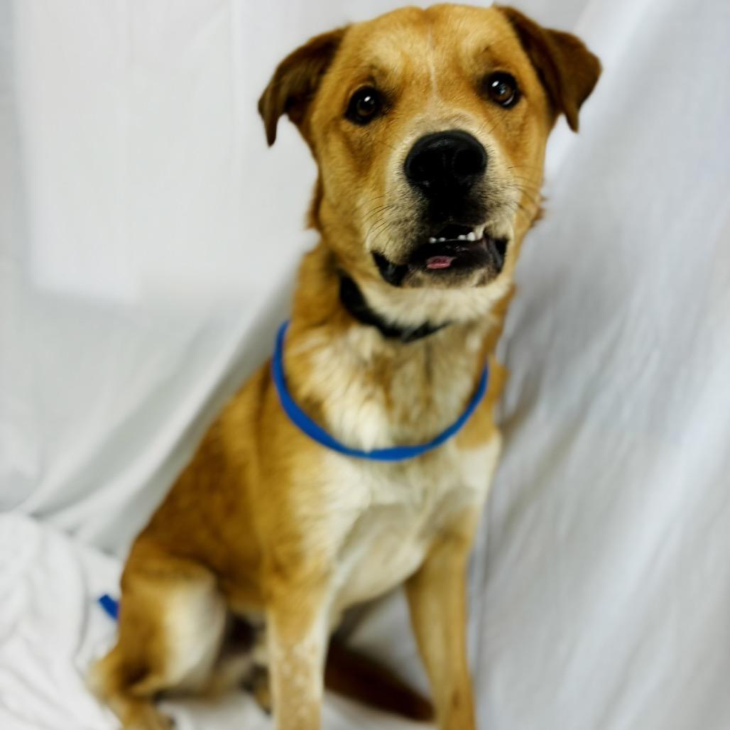 Leo, Adoptable, Young Male Golden Retriever & Cattle Dog.