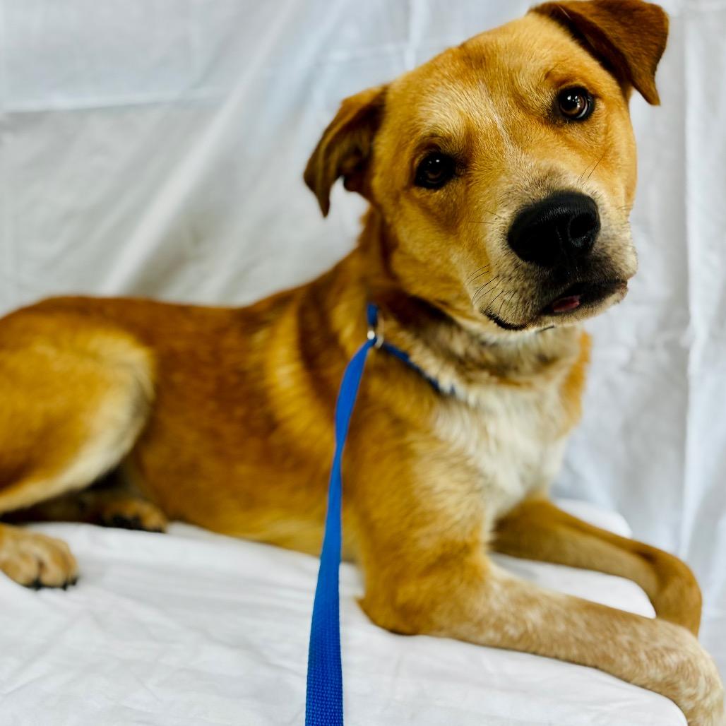 Enlarge Leo, a Adoptable mixed breed in Lebanon, MO image 2/4
