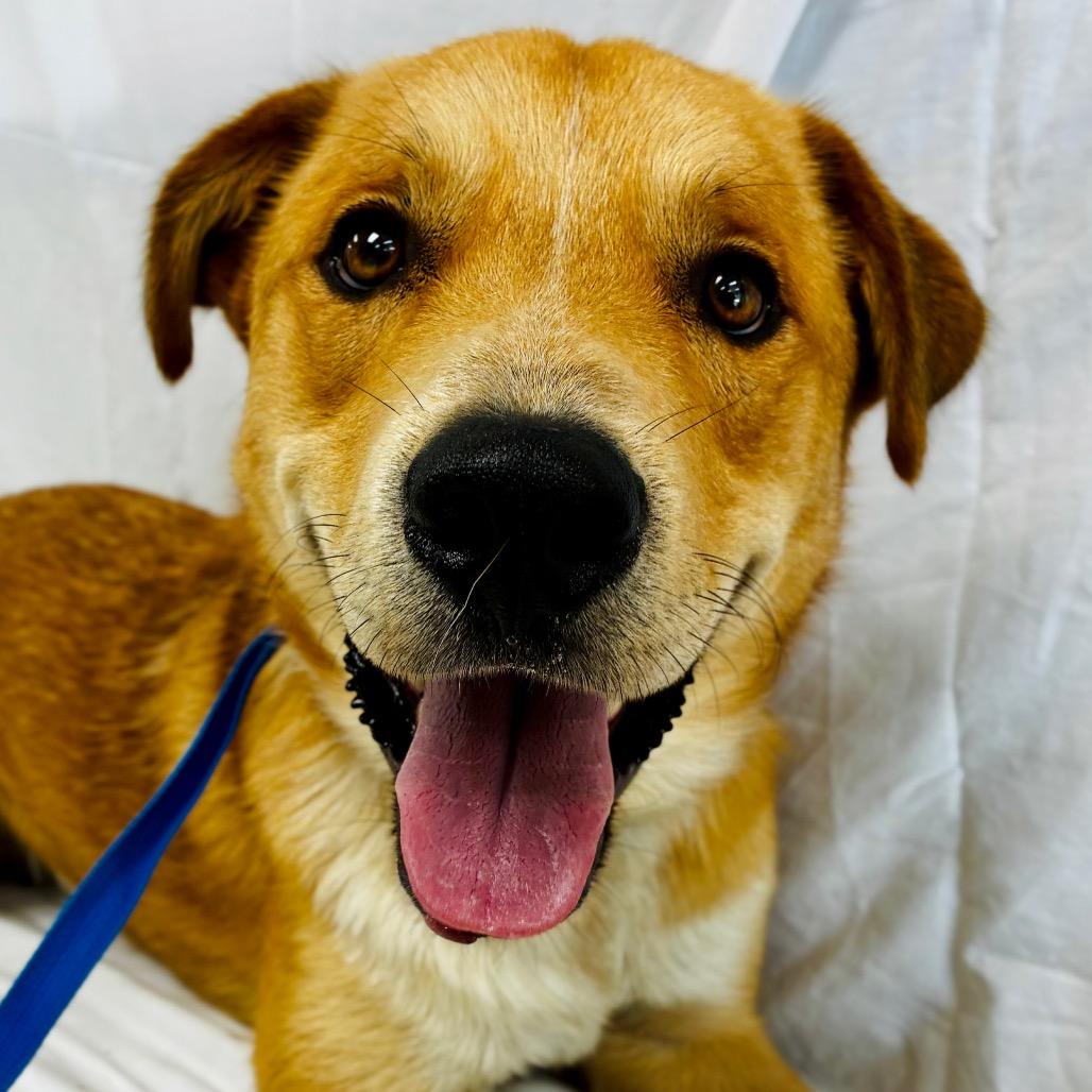 Enlarge Leo, a Adoptable mixed breed in Lebanon, MO image 3/4